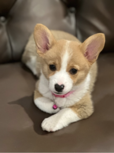 Bippy Bippy